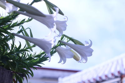 Close-up of flowers against the sky