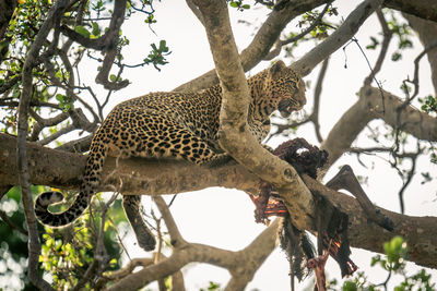 Female leopard