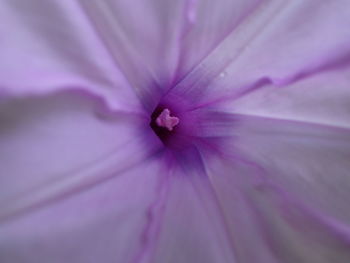 Extreme close-up of pink flower