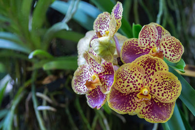 Close-up of purple orchids