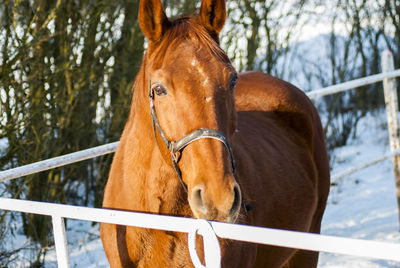 Close-up of horse standing on snow