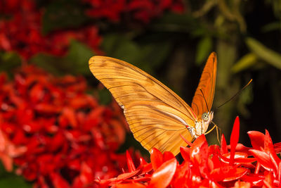 Close-up of butterfly pollinating on red flower