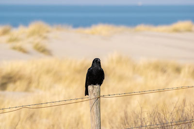 Bird perching on wooden post