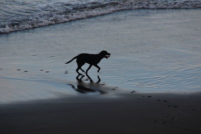 Dog running on beach