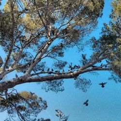 Low angle view of trees against sky