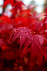 Close-up of red maple leaves