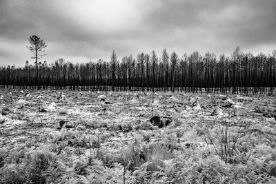 Plants growing on land against sky