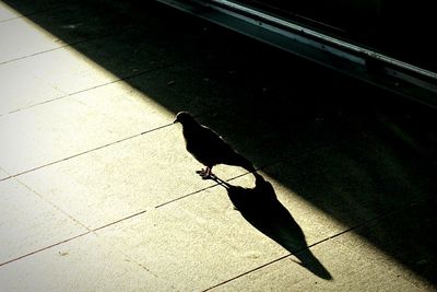 Close-up of bird