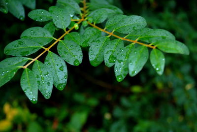 Close-up of wet plant leaves during rainy season