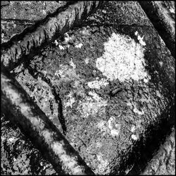 Full frame shot of tree trunk
