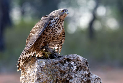 Close-up of eagle perching on rock