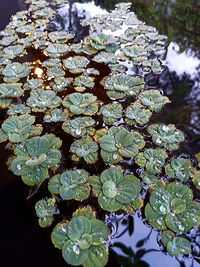 plant