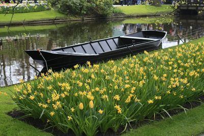 View of yellow flowers in lake