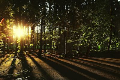 Silhouette of trees at night