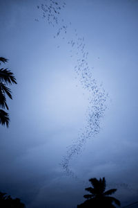 Low angle view of birds flying against sky