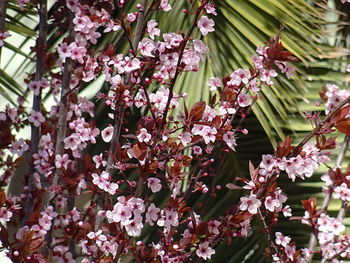 Low angle view of pink flowers on tree