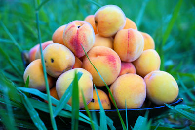 High angle view of fruits in basket on field