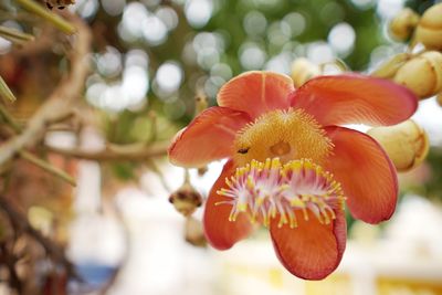 Close-up of red flowering plant