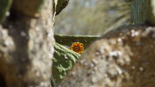 Close-up of insect on flower