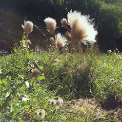 Close-up of flowers growing outdoors