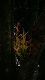 Close-up of lizard on tree trunk