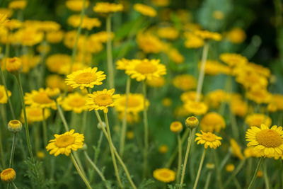 Close-up of yellow flowering plants on field