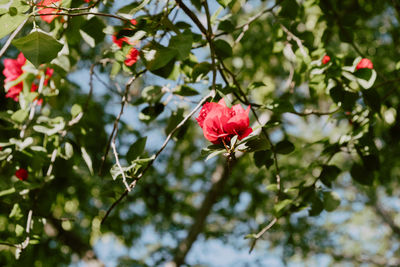 Low angle view of pink rose on plant