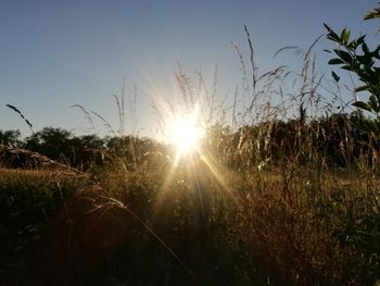 Plants growing on field against sky during sunset