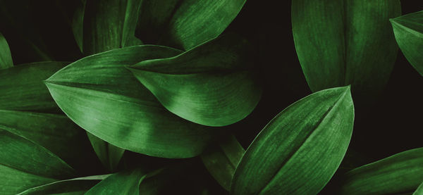 Full frame shot of green leaves on plant