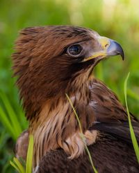 Close-up of a bird looking away