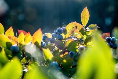 Blueberries in morning sunlight