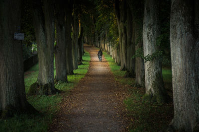 Rear view of man walking in forest