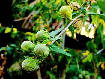 Close-up of flowering plant