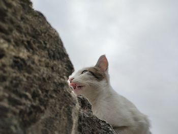Low angle view of cat on rock against sky