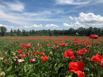 Close-up of red poppy flowers on field against sky