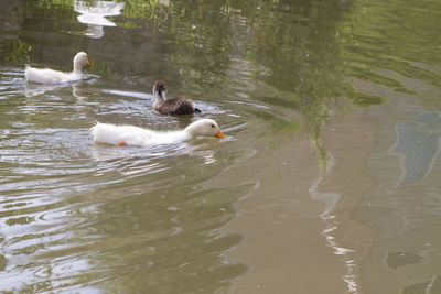 Ducks swimming in lake