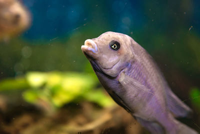 Close-up of fish swimming in aquarium