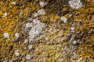 Close-up of lichen on rock