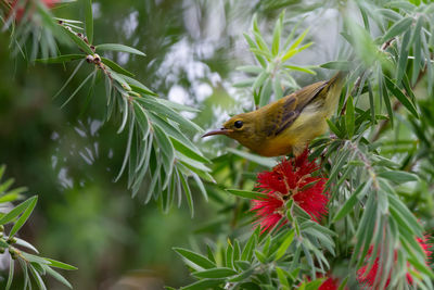 Close-up of bird perching on red flower
