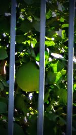 Close up of green plant