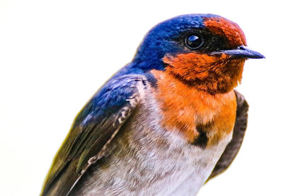 Close-up of bird perching on white