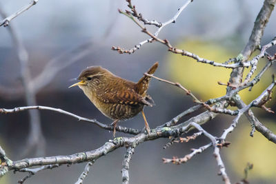 Close-up of bird perching on branch