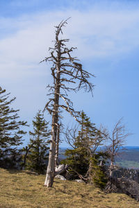 Bare tree on field against sky