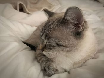 Close-up of cat sleeping on bed