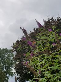 Low angle view of flower tree against sky