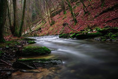Stream flowing amidst trees in forest