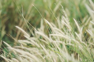 Close-up of wheat growing on field