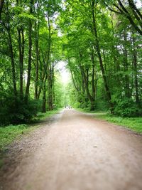 Road amidst trees in forest