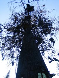 Low angle view of bare trees against clear sky