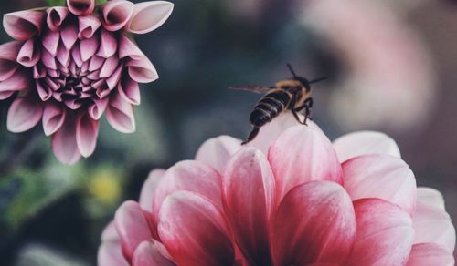 Close-up of bee pollinating on pink flower